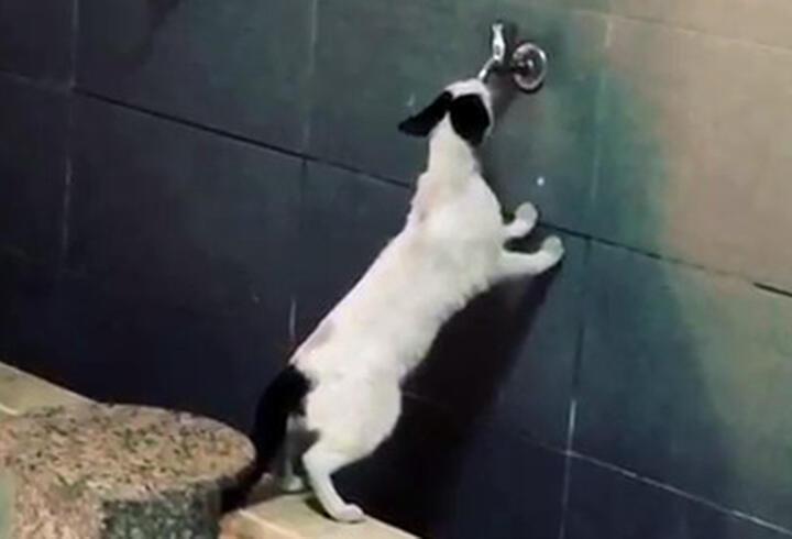 Sıcaktan bunalan kedi akmayan musluktan su içmeye çalıştı